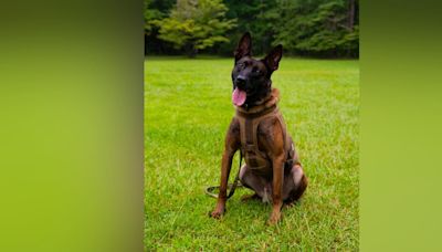 K-9 officer killed in the line of duty