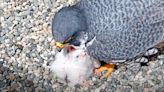 Wild peregrine falcon chicks hatch at UC Berkeley on Earth Day