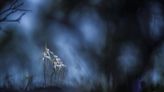 Do belo ao bizarro, veja esta montra fotográfica premiada da vida na Terra