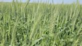 North Dakota wheat yields could set a record; potential for 100 bushels per acre