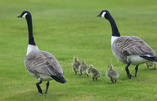 New Jersey town to gas the geese — NJ Top News