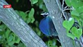 Escaped peacock that reportedly bit man on New York City sidewalk has returned to zoo