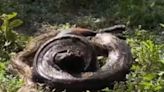 This Video Of A Huge Python Attacking A Goat Will Send Chills Down Your Spine - News18