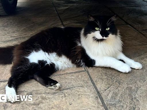 Cat 'returns from dead' four days after Thornaby cremation