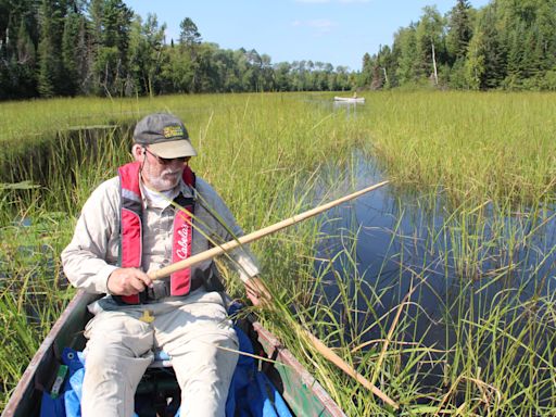 Wild ricing season wraps up this weekend in Wisconsin. Where to still find a good harvest.