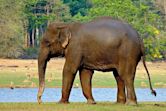 Indian elephant