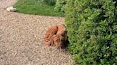 Emaciated dog found curled up on driveway