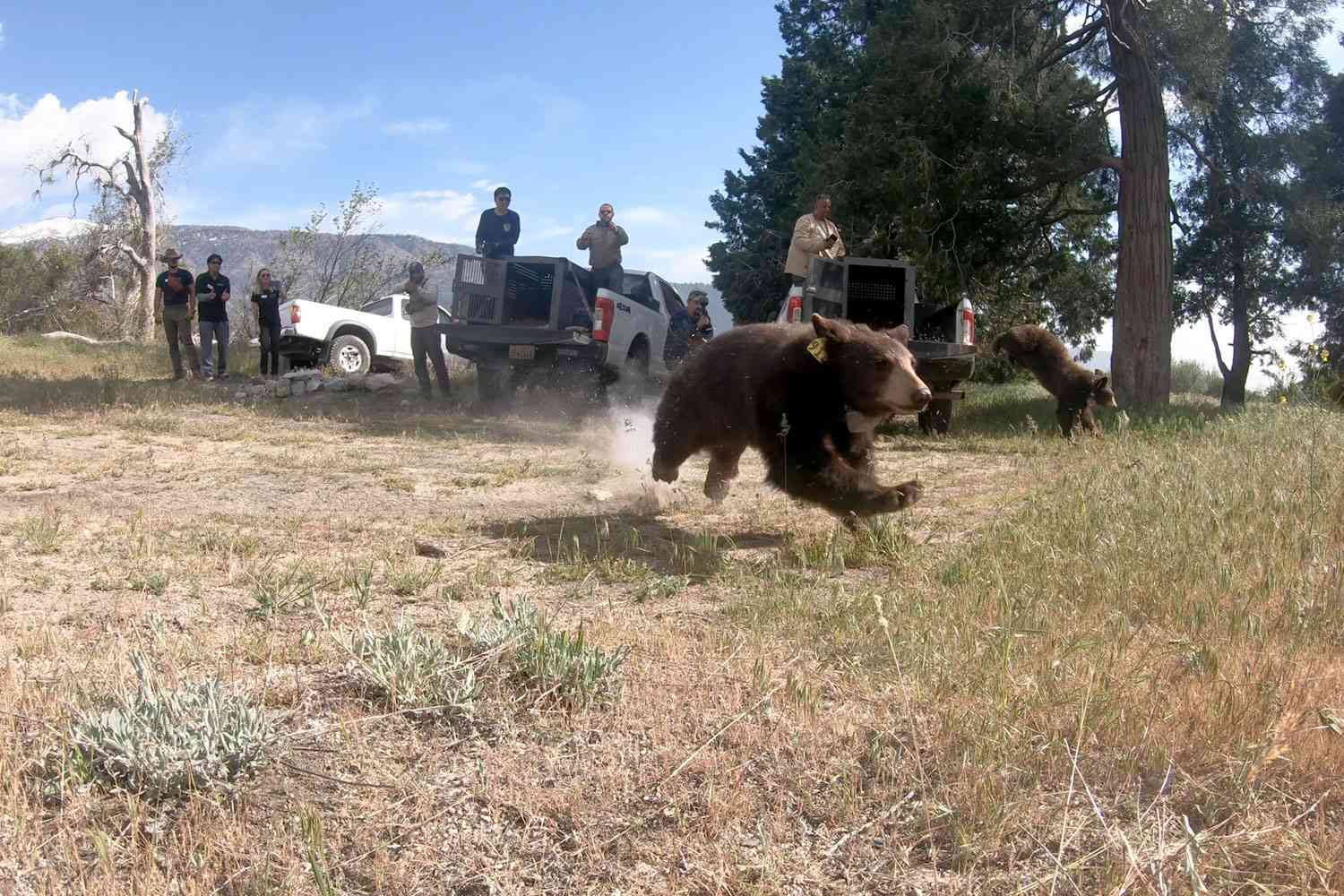 Orphaned Black Bear Cub Siblings Return to the Wild After Being Rehabbed by San Diego Humane Society