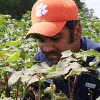 Clemson, USDA scientists work to boost cotton production