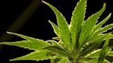 US drug control agency to reclassify marijuana in a historic shift, sources say