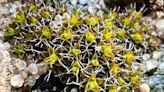 'Super moss' discovered that could help sustain life on Mars