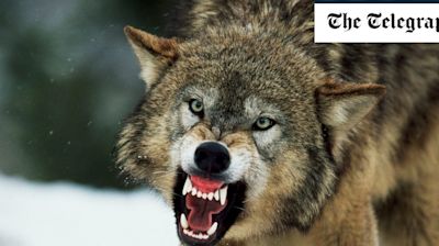 EU eases hunting restrictions on wolves after Ursula von der Leyen’s pony killed