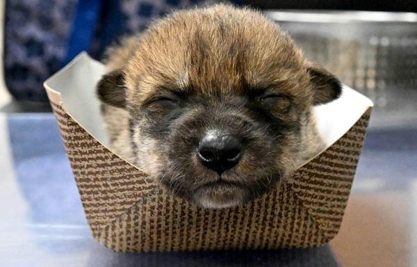 Nine Mexican wolf pups born at Brookfield Zoo