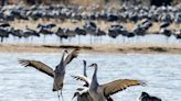 Sandhill crane migration to be seen at 24th Eckert Crane Days festival