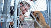 Concho Valley PAWS finds over 80 dogs at San Angelo home. Here's how to help