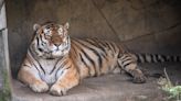 14-Year-Old Tiger at Columbus Zoo Dies After Contracting COVID-19