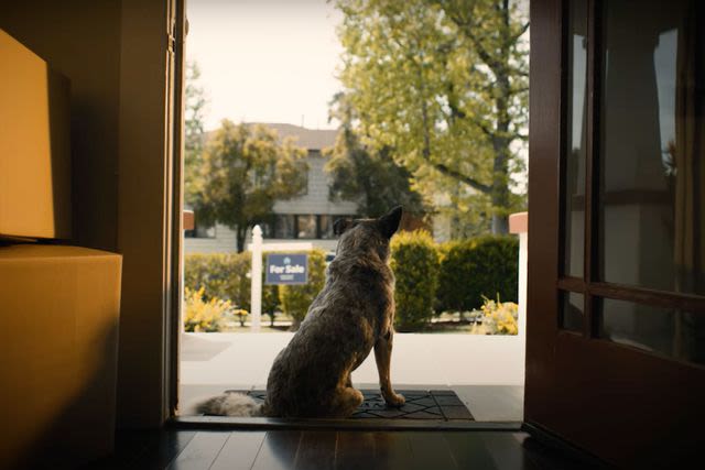 “Bluey ”Episode About Moving Inspires Heartwarming Zillow Ad from Ryan Reynolds’ Production Company: WATCH