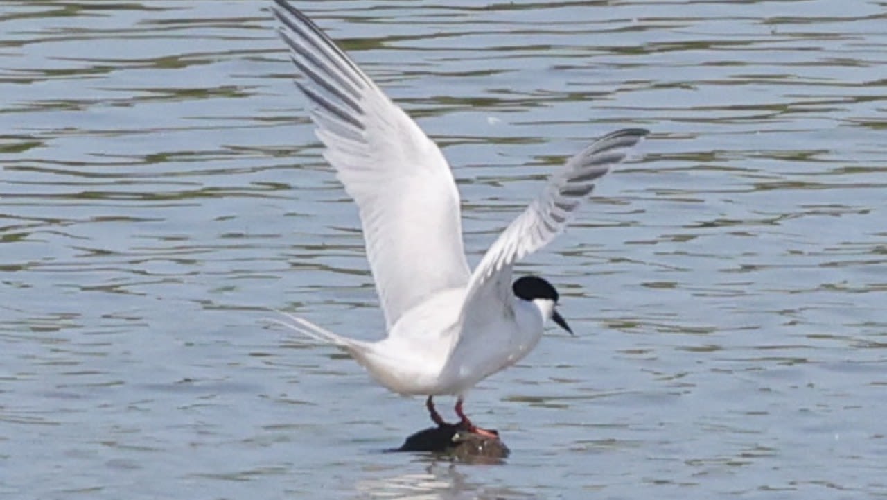 ‘Unexpected visitor:’ Rare bird known for its beauty spotted in Ohio