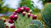 Health Benefits of Prickly Pear