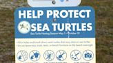 Sea turtle nesting season begins at Tampa Bay beaches