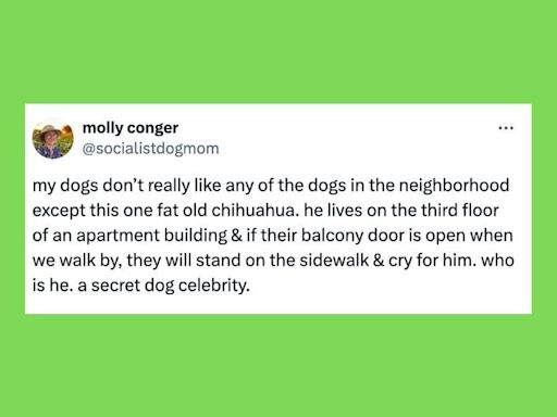 26 Of The Funniest Tweets About Cats And Dogs This Week (July 6-12)