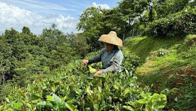 大帽山種植2000棵茶樹 茶園樹齡超過20年