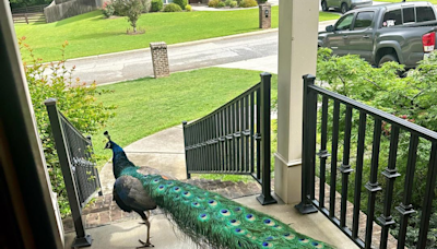 Social media is abuzz with an 'elusive peacock' on the loose in Houston County