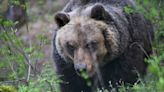 Bear kills jogger in Italian Alps. What does this mean for the effort to bring bears back to the region?