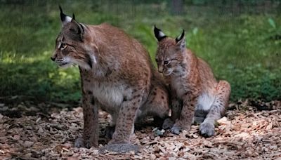 La fecha en la que el lince ibérico llegará a Madrid