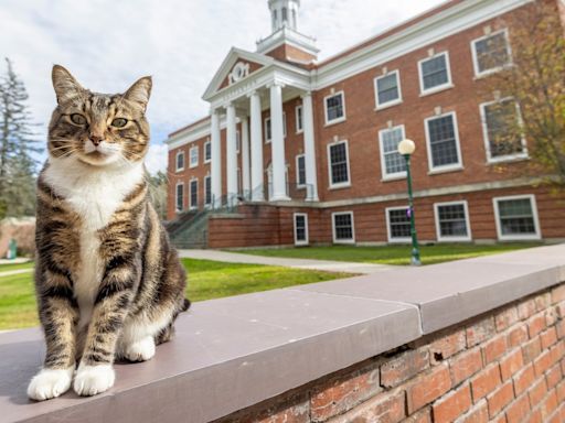 Who is Max the cat? University honours feline with ‘doctor of litter-ature’ degree