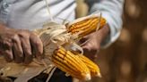 El Niño Drives Southern African Millers to Seek Brazilian Corn