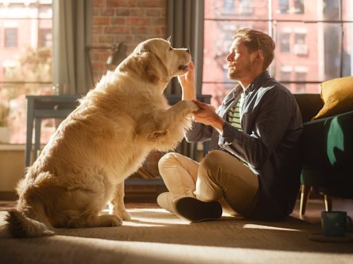 Dog Trainer Explains How to Teach Pups ‘Spin’ Command in 60 Seconds