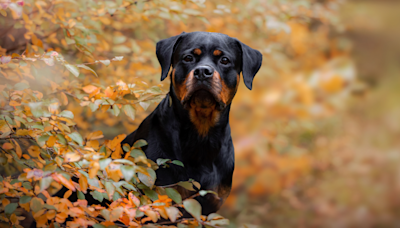 Rottweiler's Joy Over Being Accepted by New Dog Friends Goes Viral