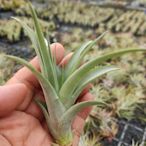 綠房子空氣鳳梨 Tillandsia brachycaulos 貝可利