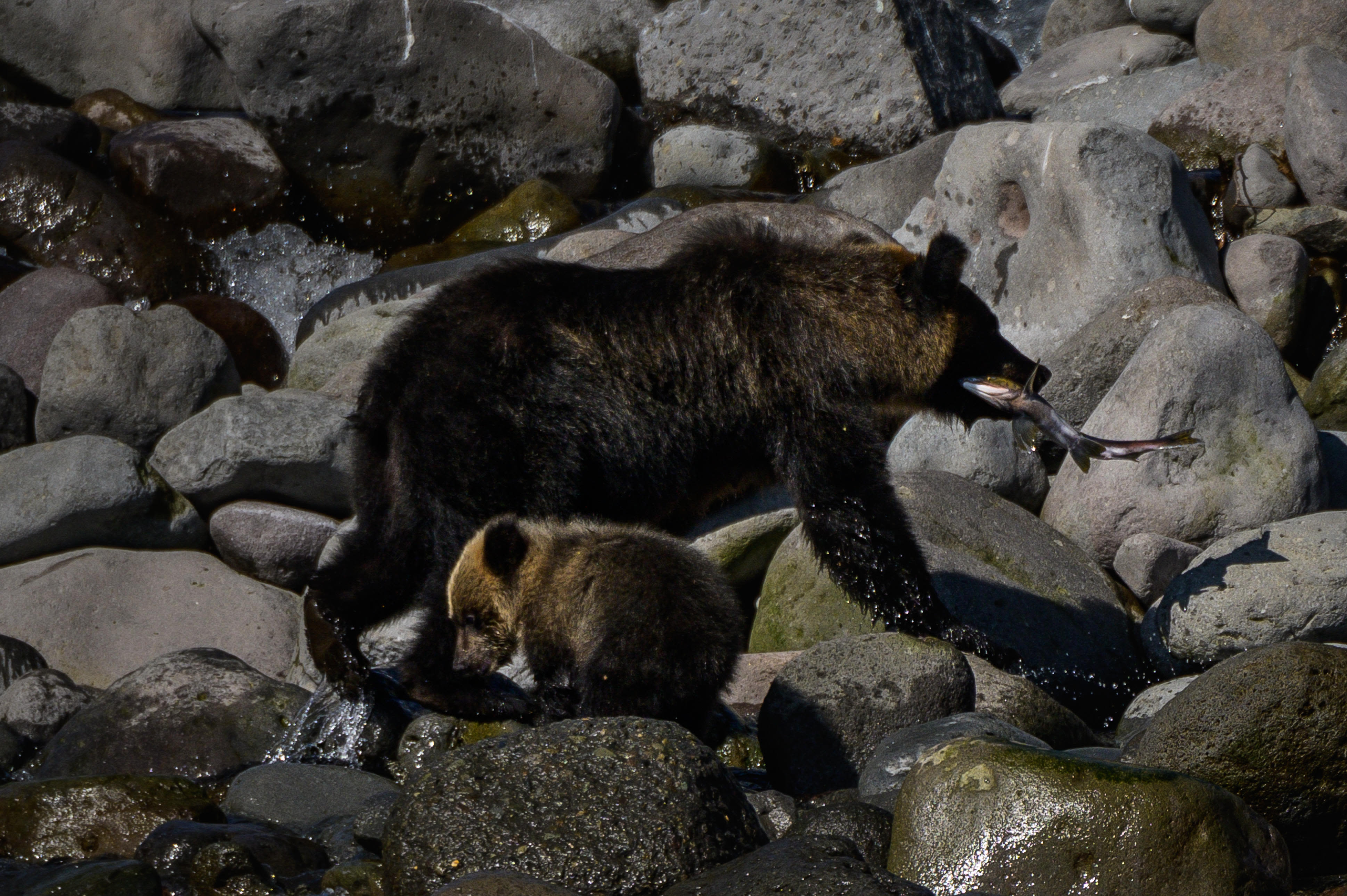 Karate practitioner fends off charging bear in Japan