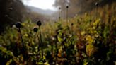 Myanmar overtakes Afghanistan to become world’s leading opium producer, UN says