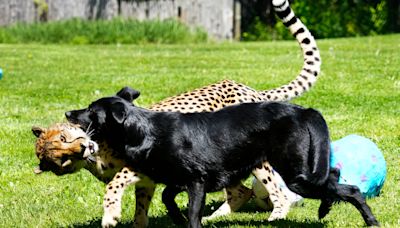 Cheetahs and dogs have been pals for decades at the Cincinnati Zoo. We learned how it works