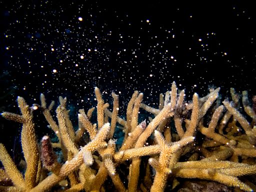 The world’s fourth mass coral bleaching is underway, but well-connected reefs may have a better chance to recover