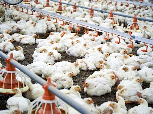 Pandemic risk posed by factory farms branded 'concerning'