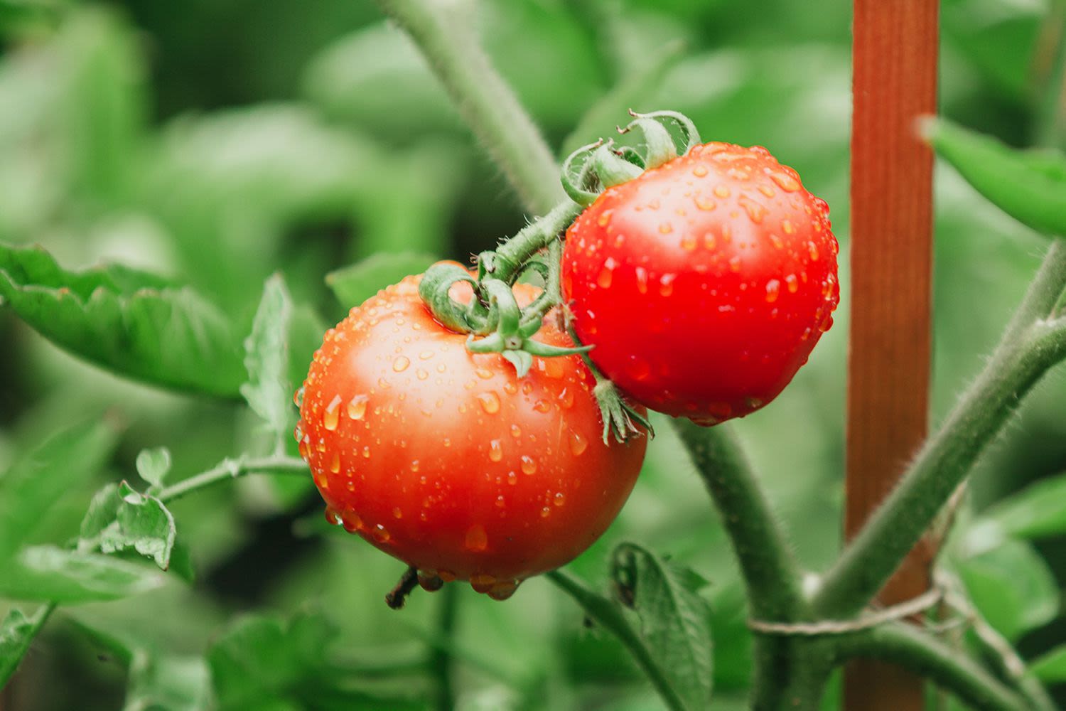 How Often to Water Your Tomatoes—and the Best Way to Do It