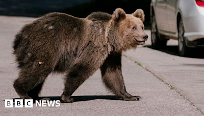 A bear mauled a teen to death. Will a cull solve Romania's bear problem?