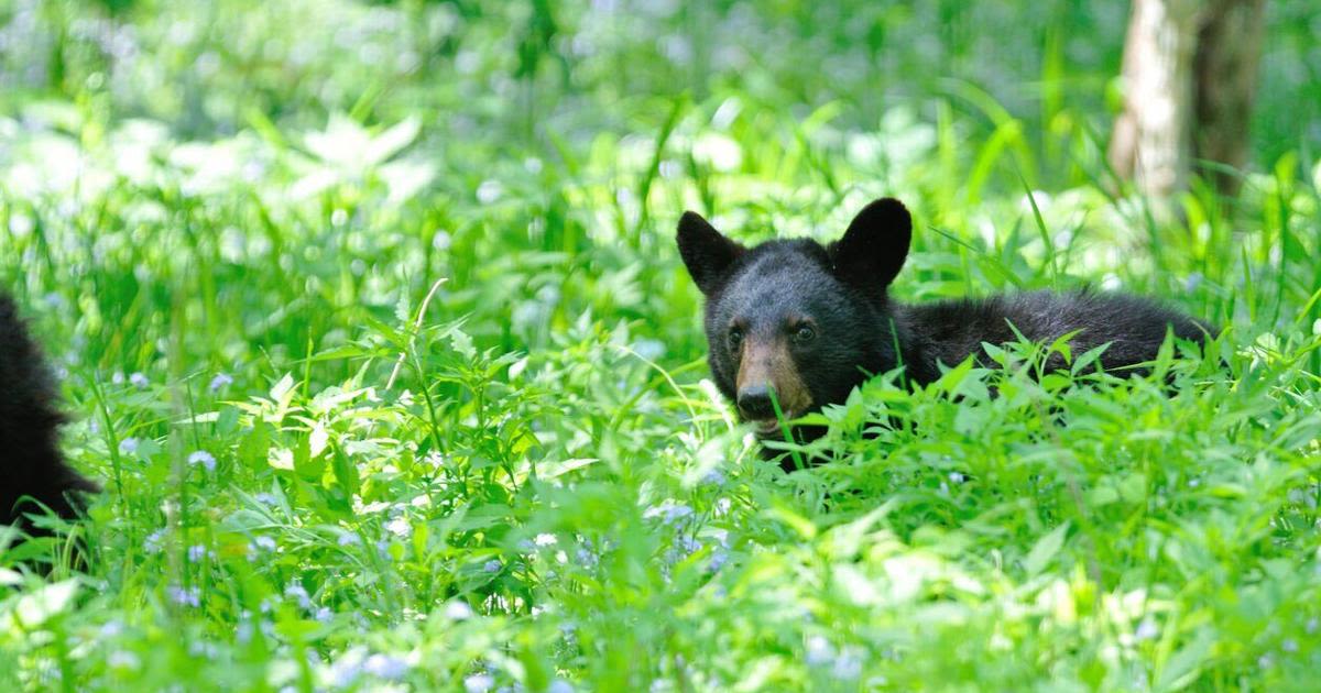 Man attacked by bear during walk near Colorado resort