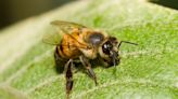 Africanized honeybees found in Alabama; residents urged to report ‘suspicious bee activity’