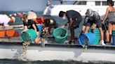 Sarasota Bay Watch receives aquaculture lease to raise clams for bay restoration