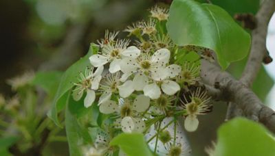 Massachusetts considers banning invasive Callery pear tree