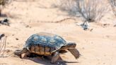 Desert tortoise habitat cited in request to kill solar project south of Pahrump