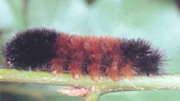 A woolly worm makes the winter forecast in NC. How’s he doing so far this year?