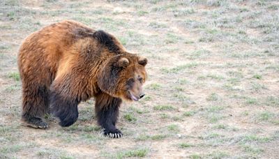 Feds Outline Plan to Move Grizzly Bears Into Northwest Washington State