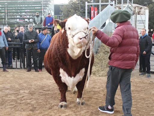 Exposición Rural de Palermo: “Místico” fue el primer animal en ingresar