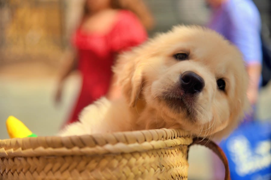 YSPCA half-price dog adoption event canceled due to canine parovirus